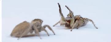 A peacock spider's mating dance (gifsforum.com). Best Mating Spiders Gifs Gfycat