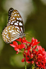 Black Book Winds Of Change Bug Nectar Of Heaven Butterfly Species Beautiful Butterflies Butterfly Chrysalis