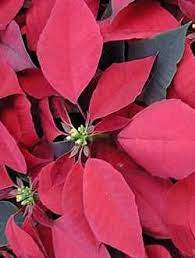 Pin Em Euphorbia Pulcherrima