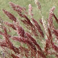 Plant it near the center of the pot, surrounded by smaller plants and those that. Grass Melinis Savannah