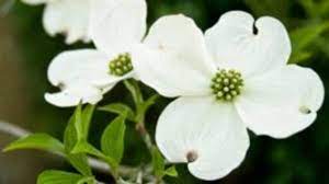 A rose is a woody perennial flowering plant of the genus rosa, in the family rosaceae, or the flower it bears. Venus Dogwood Tree Dazzles With Beauty And Vigor Horticulture