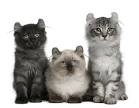American Curl Cat Breed Information - Vetstreet