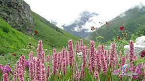 Valley of flowers national park is an indian national park, located in north chamoli and pithoragarh, in the state of uttarakhand and is kno. Valley Of Flowers India National Park Trekking And Tourism Guide 2021
