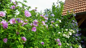 So hat die pflanze genug zeit, um vor dem ersten frost anzuwurzeln, und kann im frühjahr dann das erste mal ordentlich austreiben. Kirschlorbeer Novita Prunus Laurocerasus Novita Die Neue Sorte Novita Ist Sehr Gut Fur Die Heckenpflanzung Geeignet Native Plants