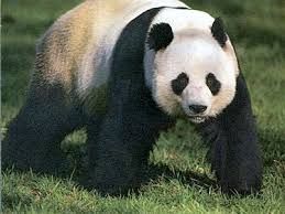 Image result for panda bear