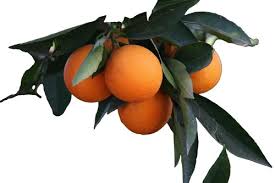 Image result for Maclura africana