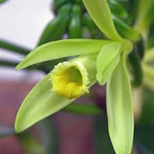 We are going to charge you $85 for a few leaves? Vanilla Planifolia Plant Nestreeo Com