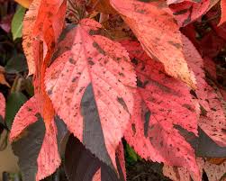 Image result for Acalypha volkensii