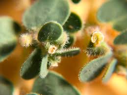 Image result for Euphorbia granulata