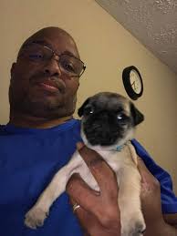 He's so cute! First pug finally home! ❤