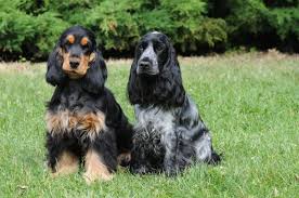 Image result for anglický barvář