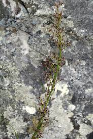 Image result for Costularia natalensis