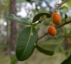 Image result for Garcinia livingstonei
