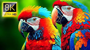 Image result for tbn:ED285OK8yRCGdM::www.hawanaajd.com/backgd/data/media/4/Wallpapers_-_Parrots_-_01.jpg