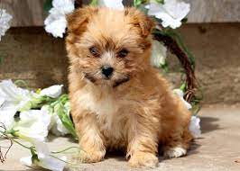 Directions to canine corral the yochon is a cross between the bichon frise and the yorkshire terrier. Yorkiechon Puppies For Sale Puppy Adoption Keystone Puppies