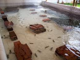 Cara budidaya lobster air tawar di kolam terpal ini dapat anda praktekkan di rumah. Budidaya Lobster Air Tawar Mydokterhewan