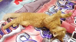 Berikut cara menanam bawang merah di pot. Menyembuhkan Sakit Calicivirus Pada Kucing Dalam Waktu 4 Hari Misstyameyo Com