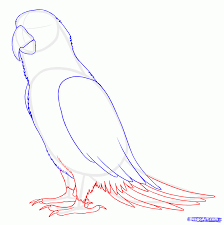 Bird Drawing For Kids Parrot How To Draw Parrots Draw Macaws Step By Step Birds Animals Free Online Drawing Tutorial Added By Makangeni Janu Parrots Art Bird Drawings Parrot Drawing
