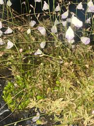 Image result for Utricularia arenaria