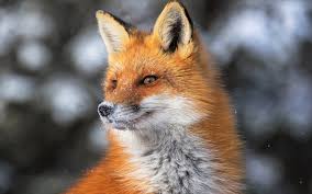 Majestic Red Fox in Winter – HD Animal Wallpaper