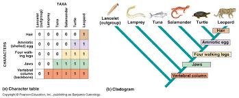 Over 400 gizmos aligned to the latest standards help educators bring powerful new learning experiences to the download gizmo student exploration building dna answer key book pdf dna molecules have instructions for. Topic 5 4 Cladistics Amazing World Of Science With Mr Green