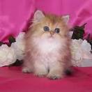 See Teacup Persian Kittens for Sale at Boutique Kittens