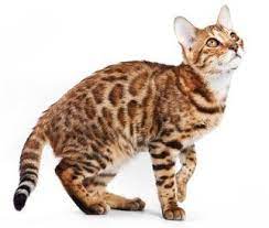 epingle sur purrrfect cats