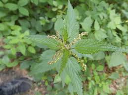 Image result for Droguetia