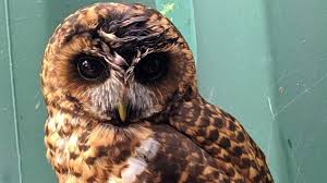 Atencion De Buhos Y Lechuzas En Bogota Instituto De Proteccion Animal Bogota Gov Co Además hay que añadir que. bogota gov co