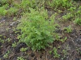 Image result for Hedysarum