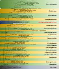 Pakarinen m, goyal a, koivusalo a, baillie c, turnock r, rintala r. Frontiers Patellariopsidaceae Fam Nov With Sexual Asexual Connection And A New Host Record For Cheirospora Botryospora Vibrisseaceae Ascomycota Microbiology