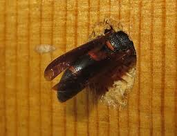 Mason wasps are solitary, and unless provoked, they couldn't care less about humans. Wasps Up Close And Personal Pest Management Professional Pest Management Professional