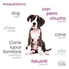 En Cuantos Idiomas Puedes Decir Perro Nos Gustan Las Palabras Nos Encanta La Gramatica Somos Ultima Silaba Comunicaci Palabras En Nahuatl Silabas Idiomas