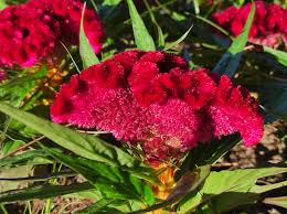 Image result for Celosia argentea