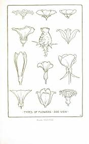 Drawing vintage line drawing flower drawing flower line vintage drawing flower line vintage flower vintage line flowers lines pattern hand painted decoration floral ornament classic vector flower decorative template decor element background grasshopper flowers patterns colorful retro. Botanical Flower Flower Line Drawings Desenho Botanico Desenhos De Flores Tatuadores