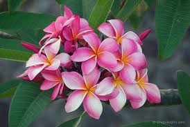 Pink Plumeria Flowers Google Search Plumeria Plumeria Flowers Frangipani