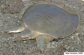 Smooth softshell turtle spiny softshell turtle rare or uncommon turtles. Smooth Softshell Apalone Mutica Indiana Herp Atlas