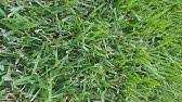 Meyer shady nook grass mixture 1lb. Water Saver Rtf Youtube