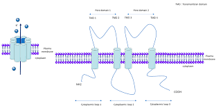 Qilichbek madaliev aldab qo ygin киличбек мадалиев алдаб куйгин. Biomolecules Free Full Text Implication Of Potassium Channels In The Pathophysiology Of Pulmonary Arterial Hypertension Html