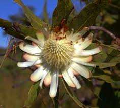 Image result for Protea angolensis