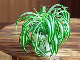 If growing spider plants outdoors as an annual, you can dig them up and over winter them in pots inside. How To Grow And Care For Spider Plant Lovethegarden