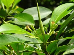 Image result for Bruguiera