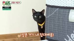 이랜드에 따르면, 다홍이는 구독자 수 70만명인 유튜브 채널 '검은 고양이 다홍'(blackcat dahong)에 출연하며 화제를 모으고 있다. ë°ë ¤ìì í¤ìë³´ë ì°ì± ëª©ì ì¢ìíê³  ì±ì§ê¹ì§ ìí ë¡ëë¥ ì´ìë ë°ìí ê³ ì'ì´ ì¸ì¬ì´í¸