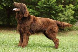 Pin On Dog Breeds