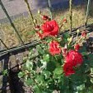 Nicht jede ecke des gartens bekommt ausreichend licht, um es überall blühen und gedeihen zu lassen. Welches Obst Oder Gemuse Wachst Im Schatten Hausgarten Net