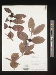 Image result for Polysphaeria lanceolata