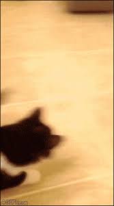 Cat Attack Gifs Get The Best Gif On Giphy You can adjust the compression level with a simple slider to get the best result for your use case. cat attack gifs get the best gif on giphy