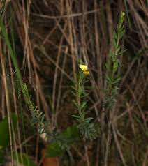 Image result for Crotalaria caudata