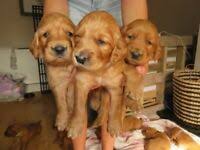 Look at pictures of golden retriever puppies who need a home. Golden Retriever In Northern Ireland Dogs Puppies For Sale Gumtree