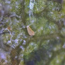 Image result for Calepitrimerus vitis